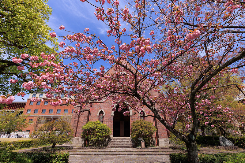 2022桜咲く京都　同志社大学の桜_f0155048_22115161.jpg