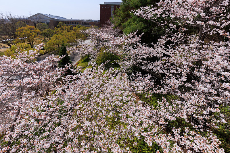 2022桜咲く京都　同志社大学の桜_f0155048_22123719.jpg