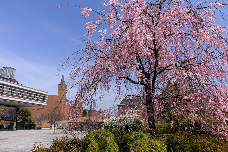 2022桜咲く京都　同志社大学の桜_f0155048_22130415.jpg