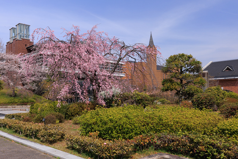 2022桜咲く京都　同志社大学の桜_f0155048_22131563.jpg