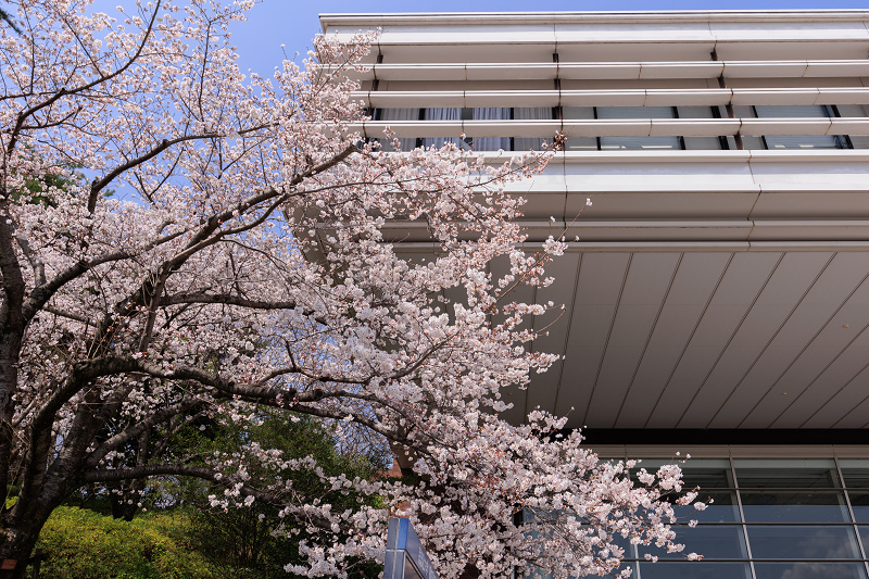 2022桜咲く京都　同志社大学の桜_f0155048_22131983.jpg