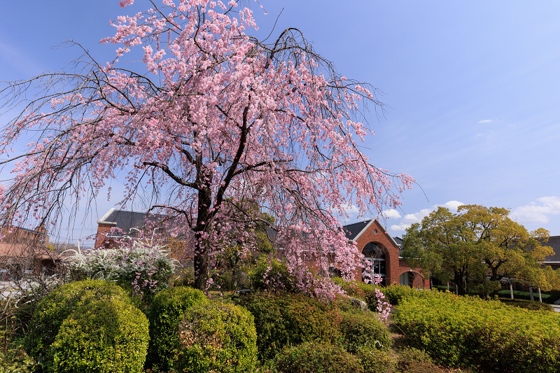 2022桜咲く京都　同志社大学の桜_f0155048_22132827.jpg