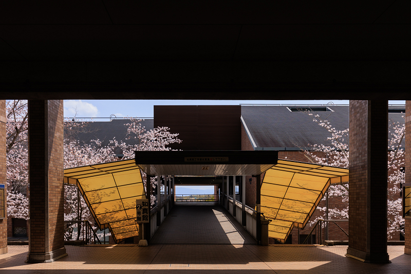 2022桜咲く京都　同志社大学の桜_f0155048_22140509.jpg