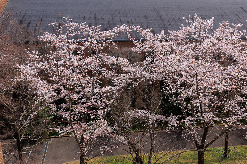 2022桜咲く京都　同志社大学の桜_f0155048_22151429.jpg