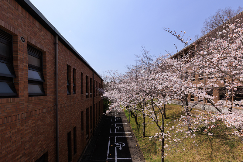 2022桜咲く京都　同志社大学の桜_f0155048_22151939.jpg