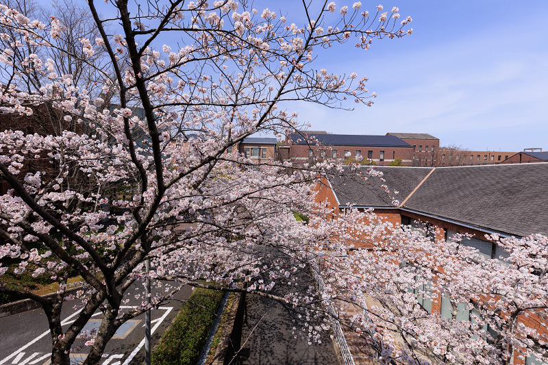 2022桜咲く京都　同志社大学の桜_f0155048_22153333.jpg
