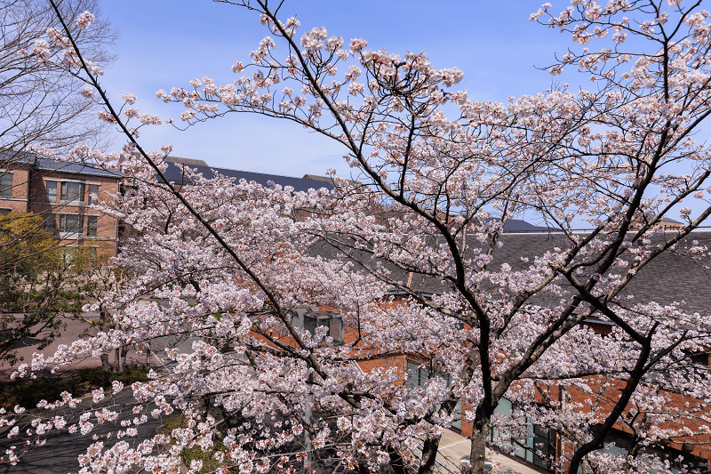 2022桜咲く京都　同志社大学の桜_f0155048_22153752.jpg