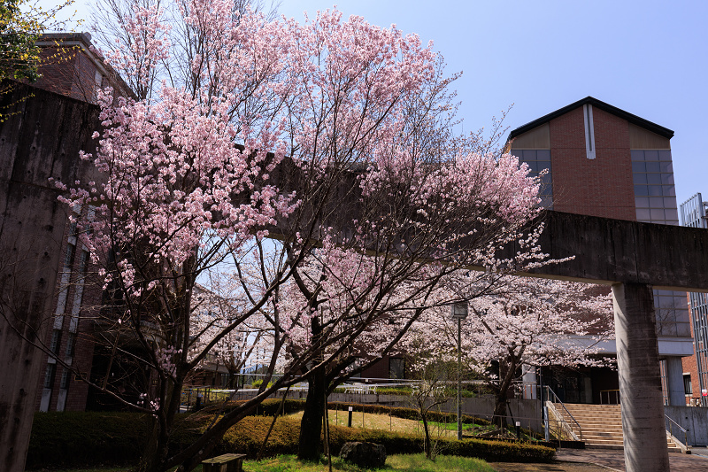 2022桜咲く京都　同志社大学の桜_f0155048_22155006.jpg