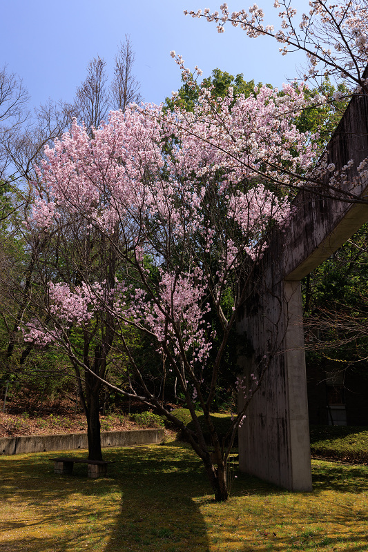 2022桜咲く京都　同志社大学の桜_f0155048_22155494.jpg
