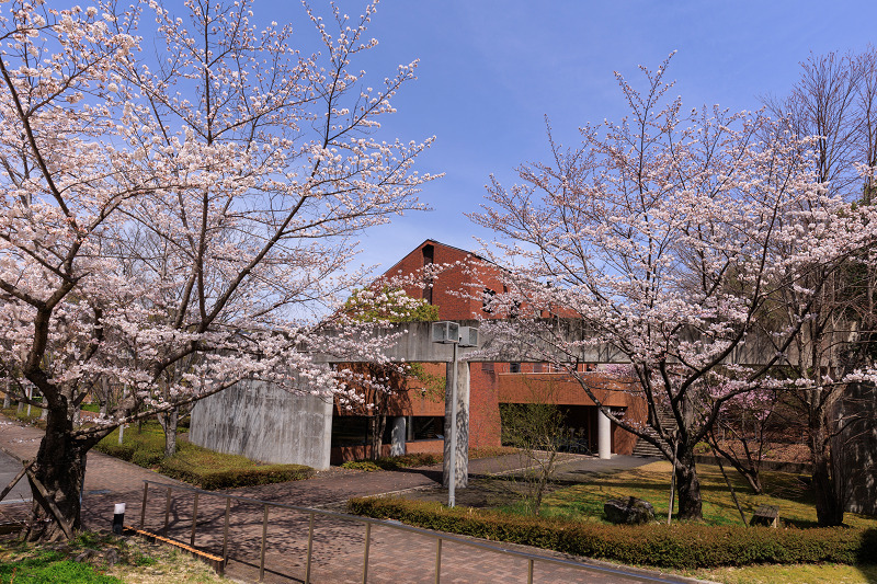 2022桜咲く京都　同志社大学の桜_f0155048_22160049.jpg