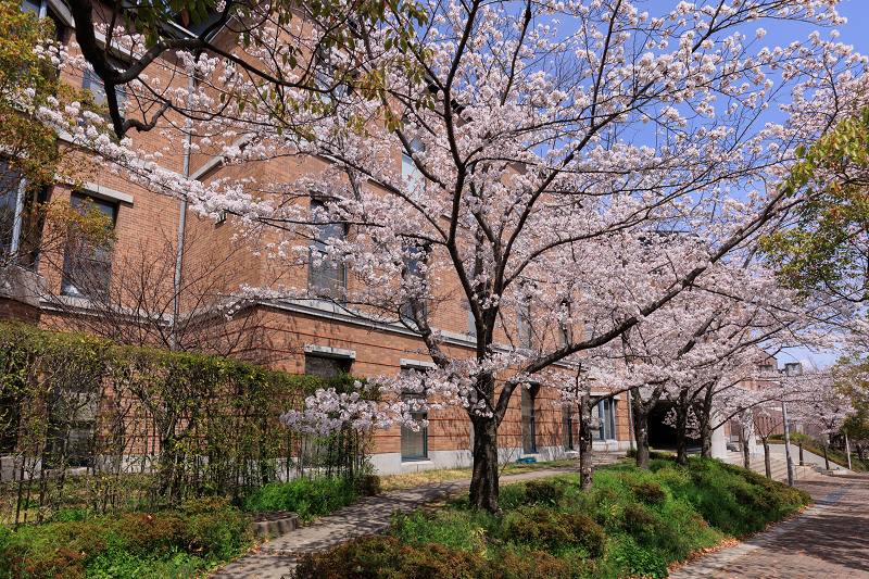 2022桜咲く京都　同志社大学の桜_f0155048_22161681.jpg