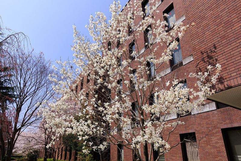 2022桜咲く京都　同志社大学の桜_f0155048_22162261.jpg