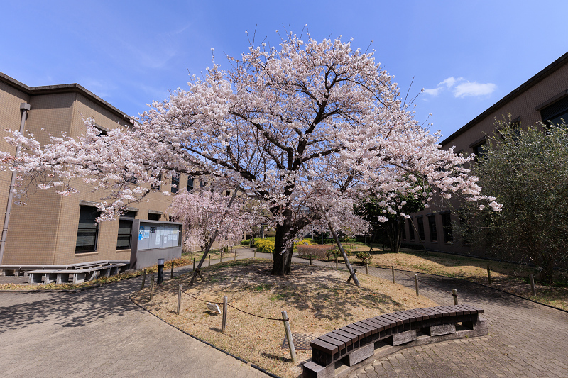 2022桜咲く京都　同志社大学の桜_f0155048_22162978.jpg
