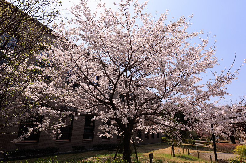 2022桜咲く京都　同志社大学の桜_f0155048_22164118.jpg