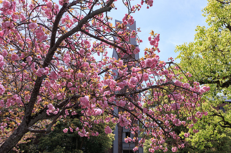 2022桜咲く京都　同志社大学の桜_f0155048_22175041.jpg