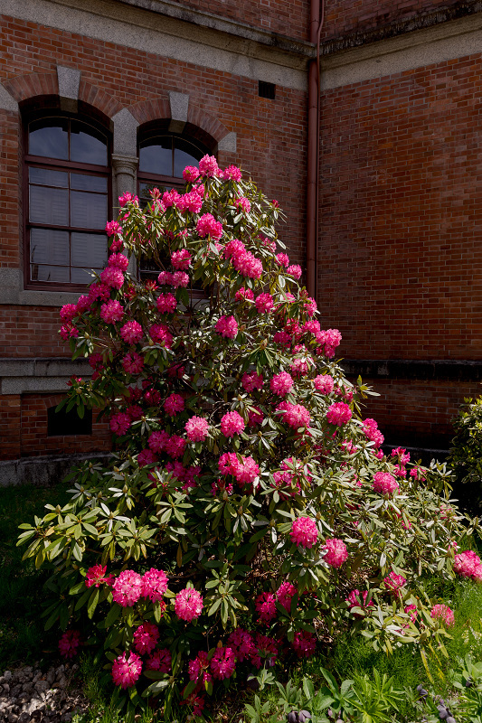 2022桜咲く京都　同志社大学の桜_f0155048_22181353.jpg