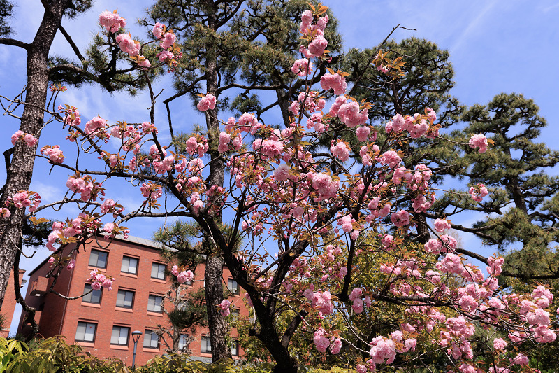 2022桜咲く京都　同志社大学の桜_f0155048_22182426.jpg