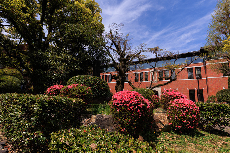2022桜咲く京都　同志社大学の桜_f0155048_22183147.jpg