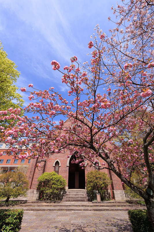 2022桜咲く京都　同志社大学の桜_f0155048_22183532.jpg