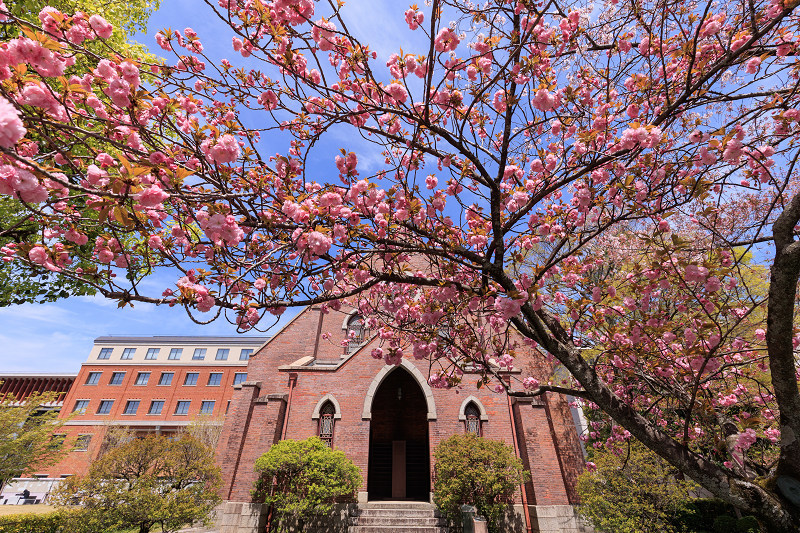 2022桜咲く京都　同志社大学の桜_f0155048_22184375.jpg