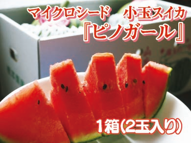 熊本産!マイクロシード小玉スイカ『ピノ・ガール』次の作付分を令和4年6月10日前後より出荷予定です!_a0254656_17174191.png