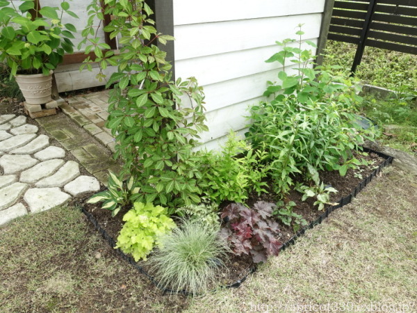 パンジー&ビオラからペチュニアへ 鉢植えの植えかえと小屋の様子_c0293787_14414612.jpg