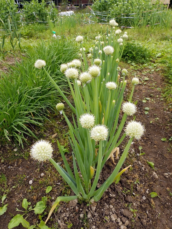 ネギの花 しんちゃん通信