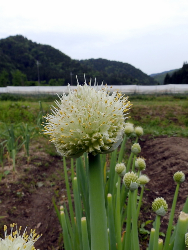 ネギの花 しんちゃん通信