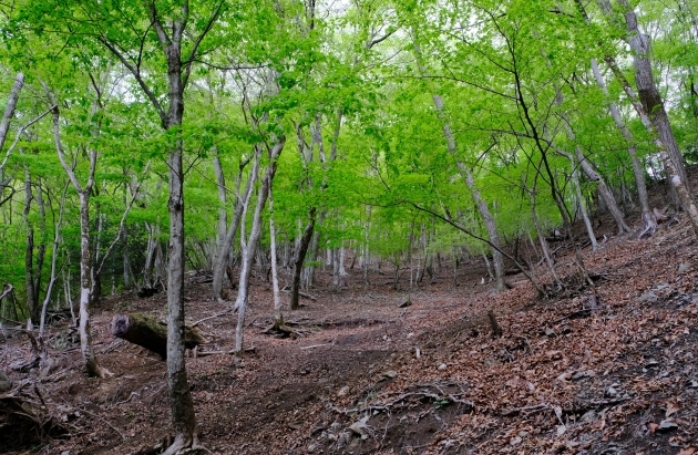 一人登山 飛龍山_e0000910_12120722.jpg