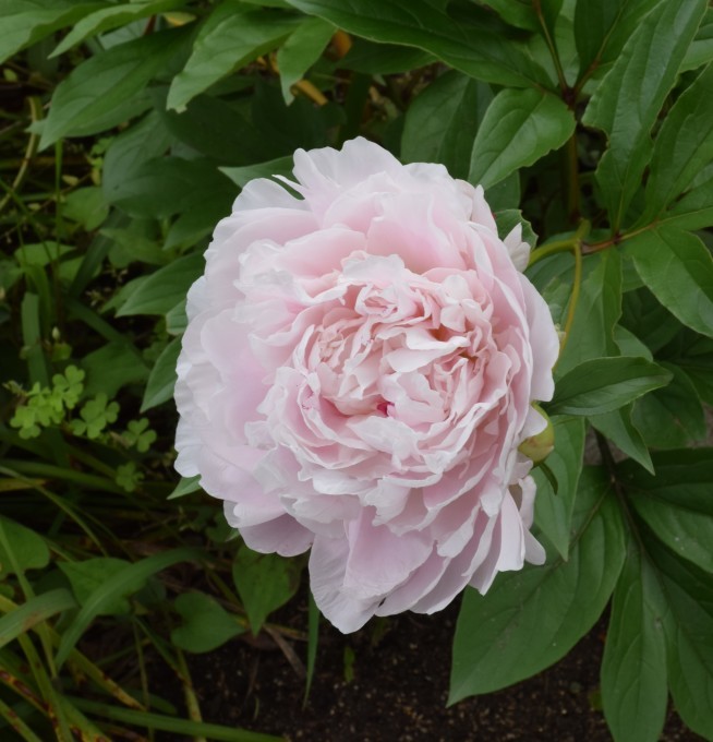 芍薬_a0228333_17294436.jpg