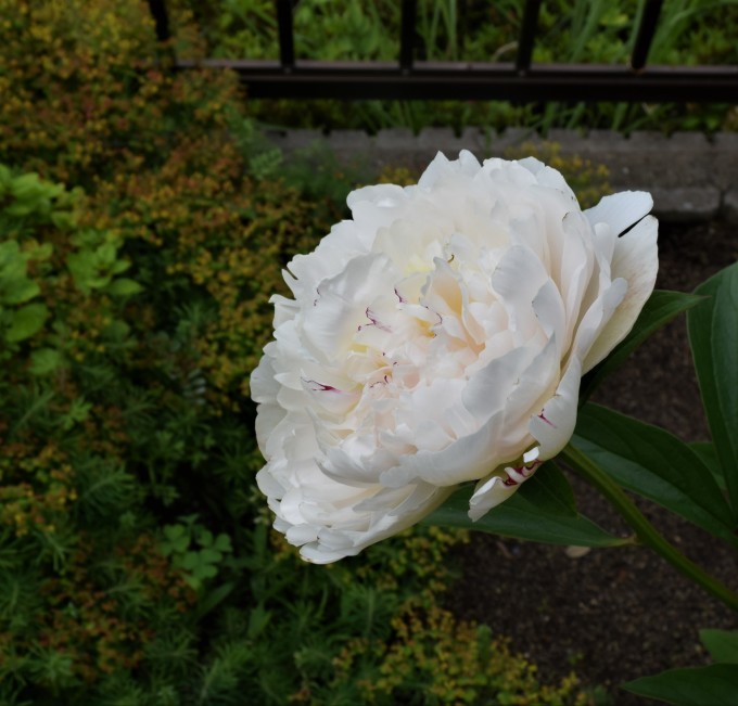 芍薬_a0228333_17295381.jpg