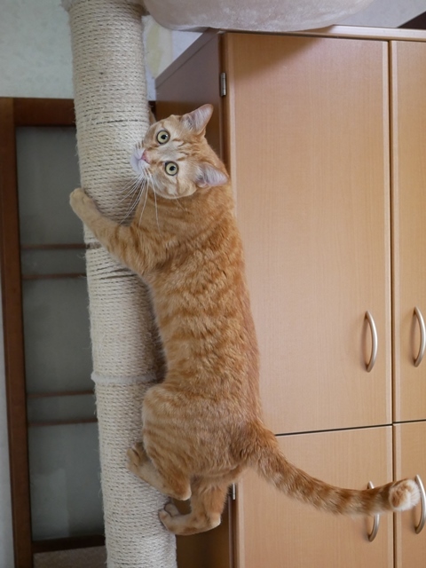 猫のお留守番 ミルクくん編。_a0143140_21180968.jpg