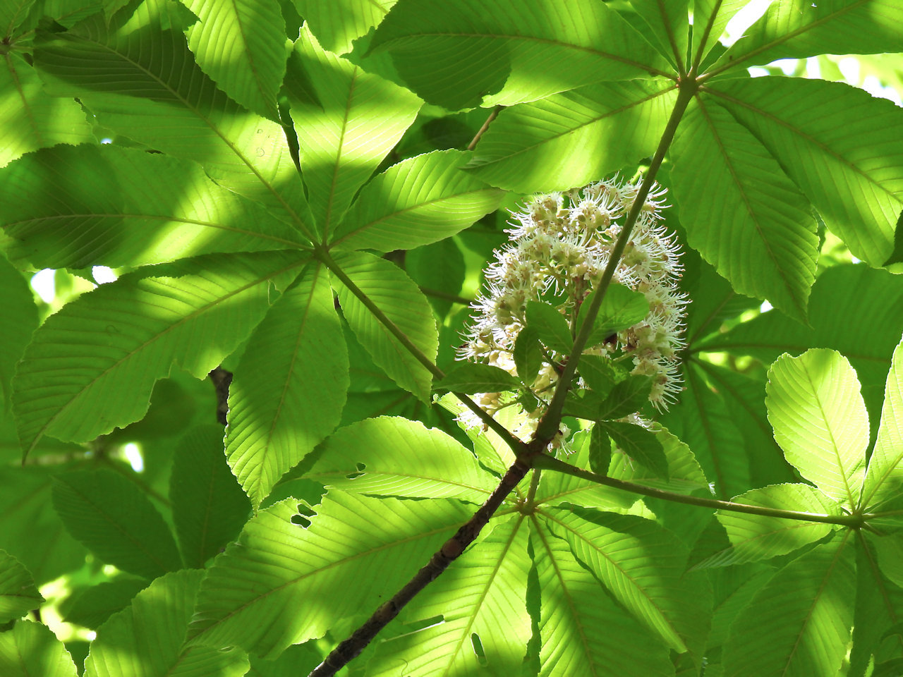 トチノキ（栃）の花_b0420040_17484718.jpg