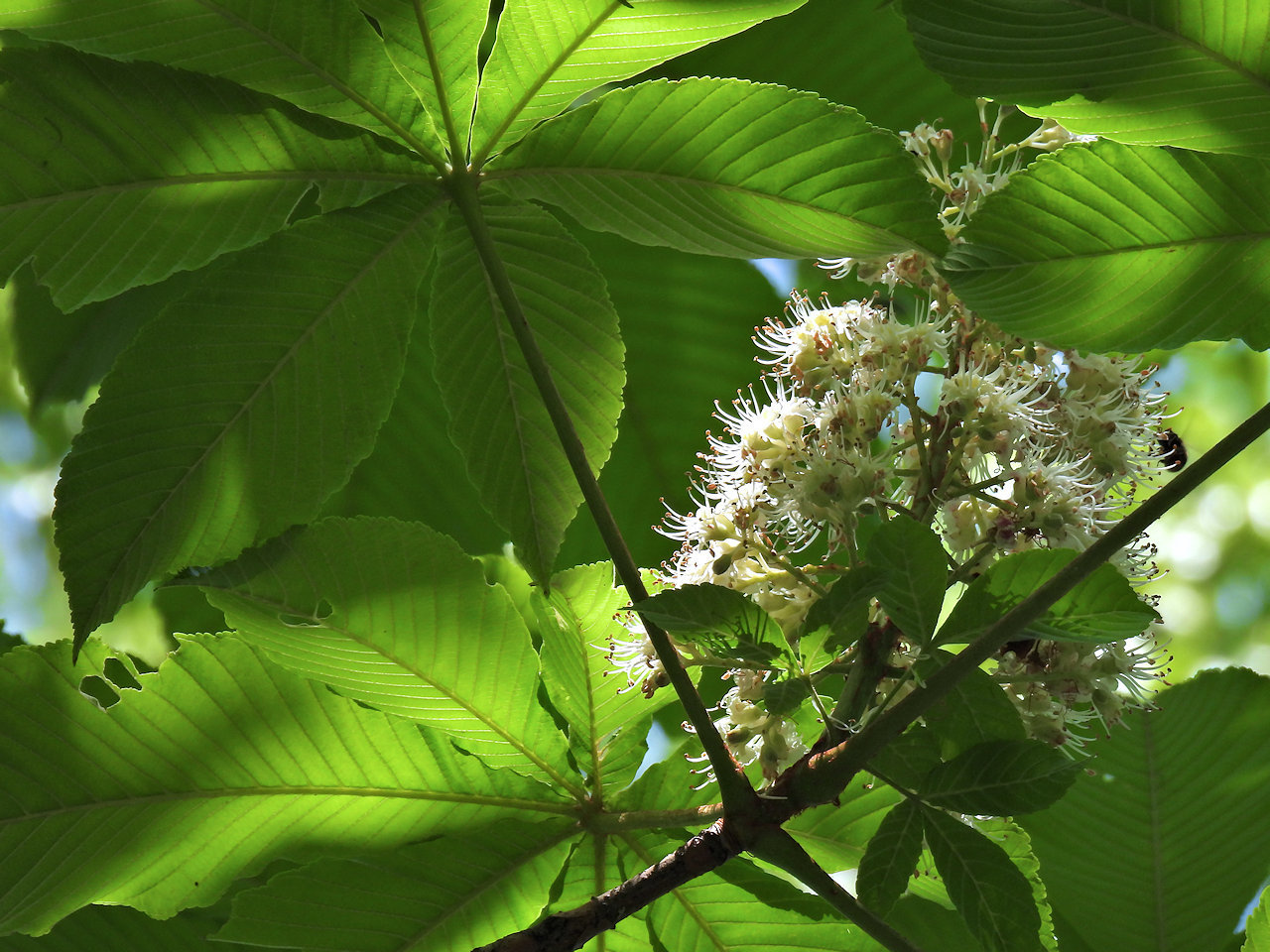 トチノキ（栃）の花_b0420040_17485756.jpg