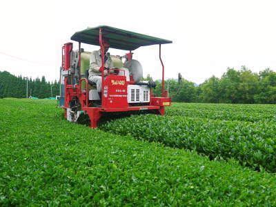 菊池水源茶 2022年の茶摘み最盛期です!まもなく新茶の販売開始です!(前編)_a0254656_17203823.jpg