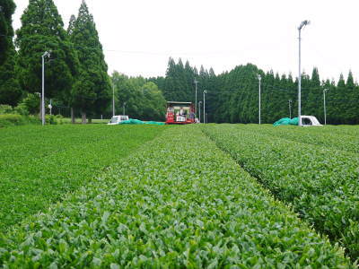 菊池水源茶　2022年の茶摘み最盛期です！まもなく新茶の販売開始です！(前編)_a0254656_17215020.jpg