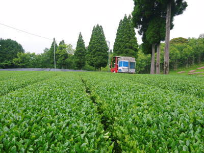 菊池水源茶　2022年の茶摘み最盛期です！まもなく新茶の販売開始です！(前編)_a0254656_17245138.jpg