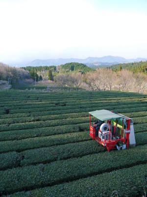菊池水源茶　2022年の茶摘み最盛期です！まもなく新茶の販売開始です！(前編)_a0254656_17443184.jpg