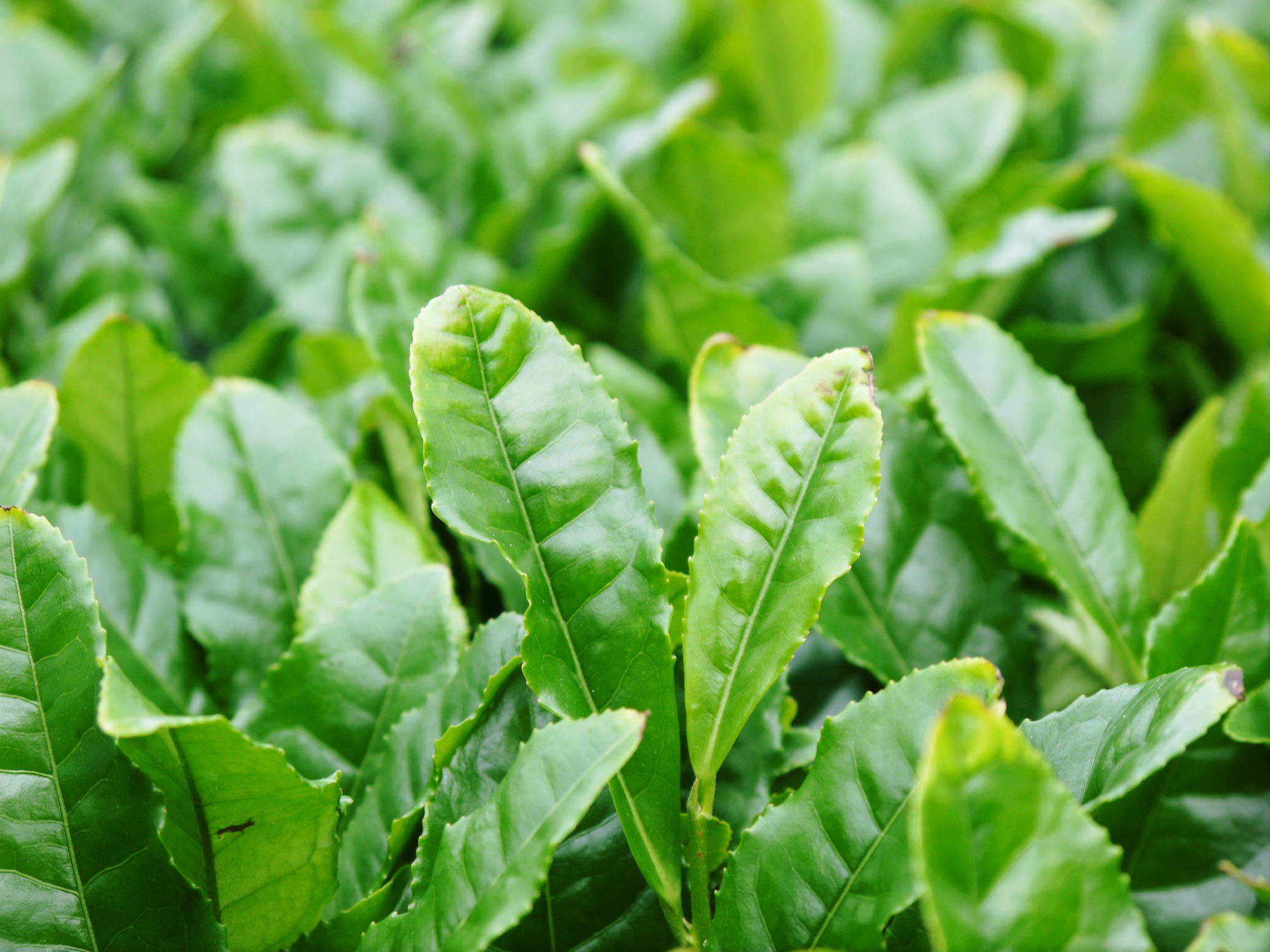菊池水源茶 2022年の茶摘み最盛期です!まもなく新茶の販売開始です!(前編)_a0254656_17531686.jpg
