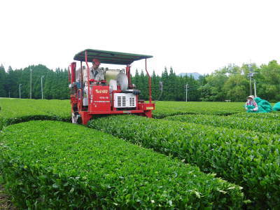 菊池水源茶　2022年の茶摘み最盛期です！まもなく新茶の販売開始です！(前編)_a0254656_18004520.jpg