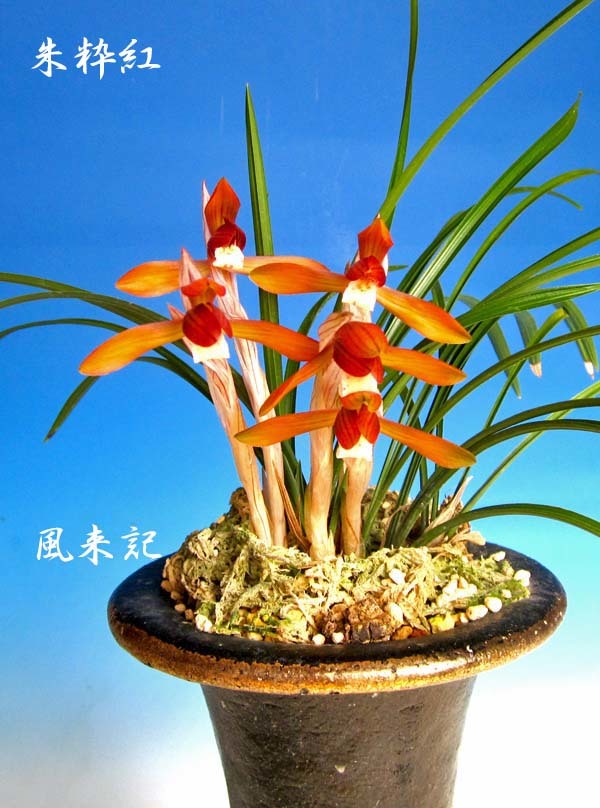 日本春蘭☆紅うさぎ☆赤花☆奇花☆20本☆花芽4つ 日本春蘭☆紅うさぎ