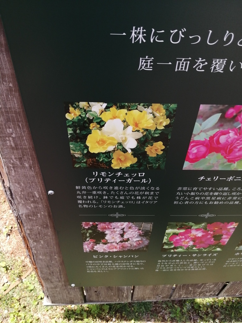 ハウステンボスの薔薇 その4 野原とオベリスク みいのローズガーデン ラヴィアンローズ