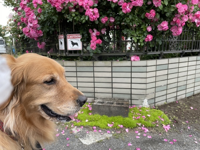 今日のストレスも過去に。_a0394574_21114288.jpeg