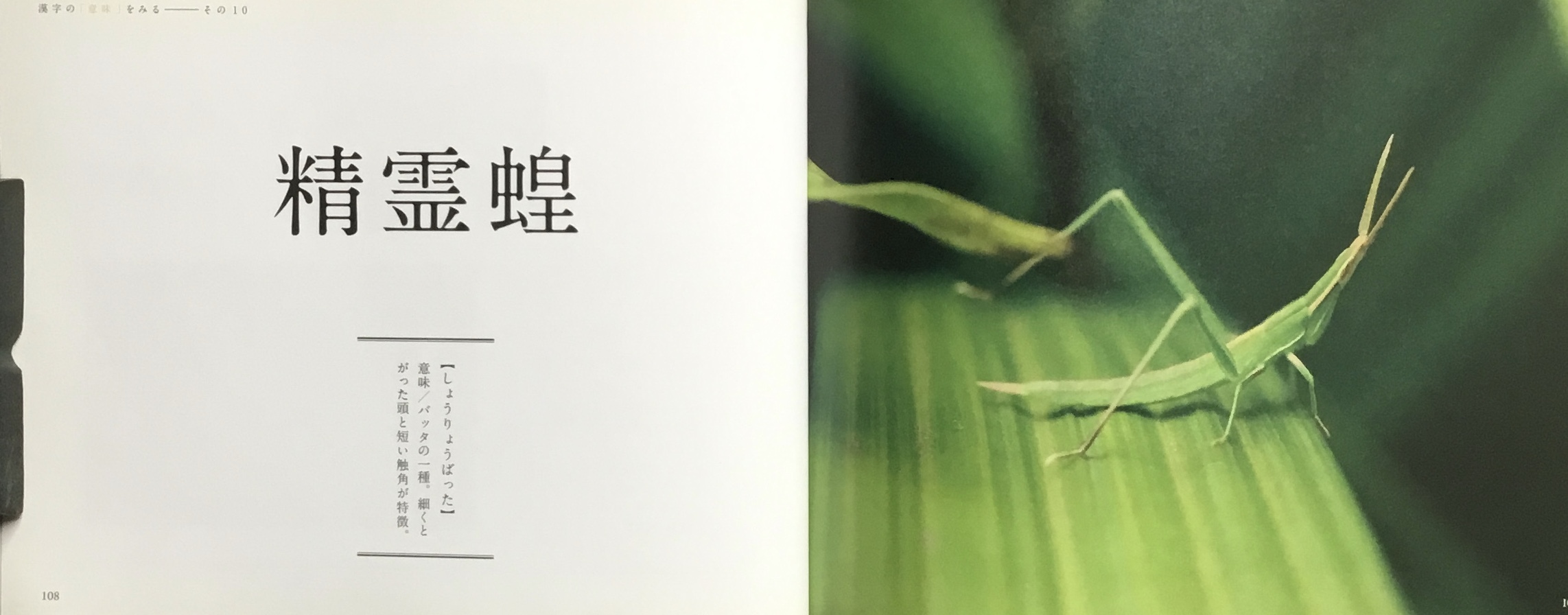 精霊蝗(しょうりょうばった)_b0223579_16262184.jpeg