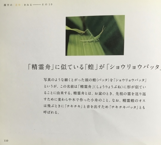 精霊蝗(しょうりょうばった)_b0223579_16270139.jpeg