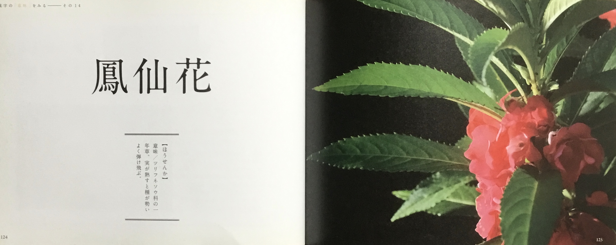 鳳仙花_b0223579_16410677.jpeg
