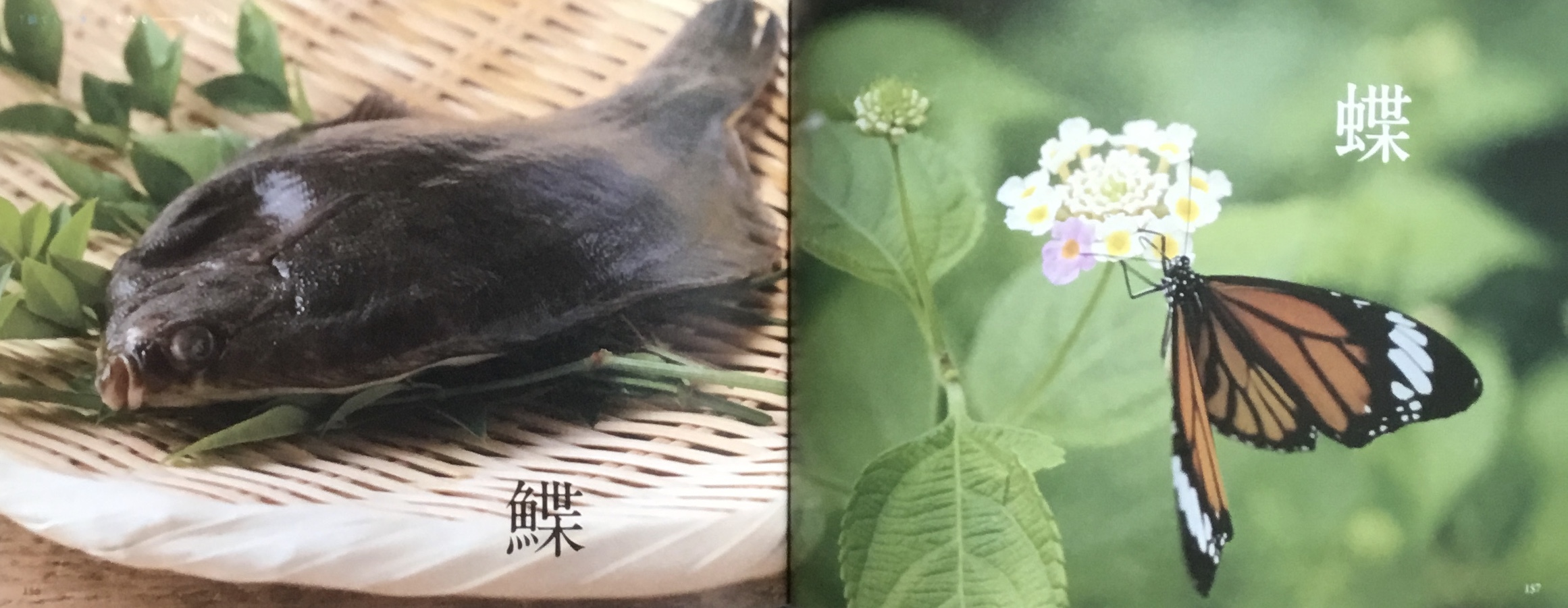 鰈 蝶 ５７５筆まか勢