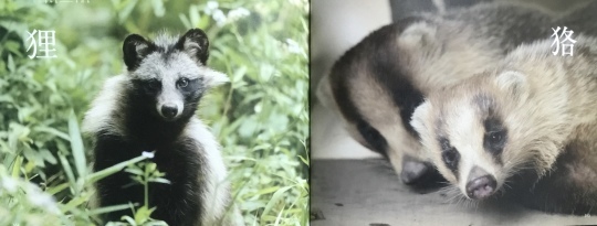 狸 狢_b0223579_17030296.jpeg