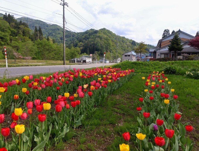 色鮮やかな花に囲まれたジャガイモ畑を拡張しています_d0265607_12401504.jpg