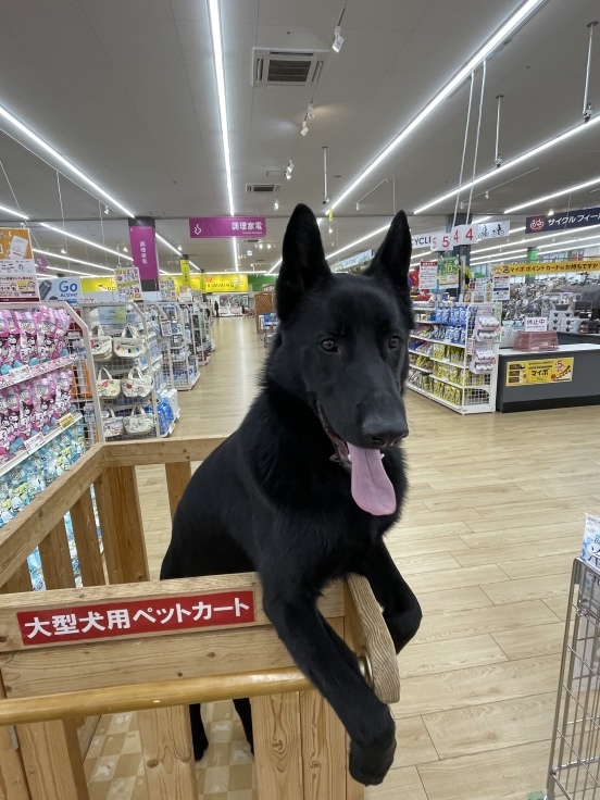 二週間ぶりの犬酒場_f0076731_20313802.jpeg